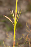 Largeflower jointweed